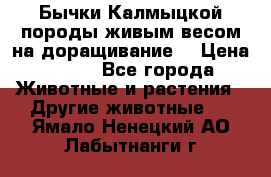 Бычки Калмыцкой породы живым весом на доращивание. › Цена ­ 135 - Все города Животные и растения » Другие животные   . Ямало-Ненецкий АО,Лабытнанги г.